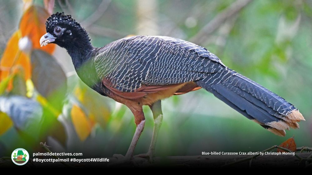Stunning turkey-like #birds, blue-billed #Currasows 🪿🦜 are critically #endangered in #Colombia 🇨🇴 due to #PalmOil, illegal #Coca, soy and meat #deforestation. Help them and be #vegan 🥩🩸⛔️ #BoycottPalmOil 🌴🩸🚜🔥🚫 #Boycott4Wildlife @palmoildetect.bsky.social https://palmoildetectives.com/2021/02/18/blue-billed-curassow-crax-alberti/