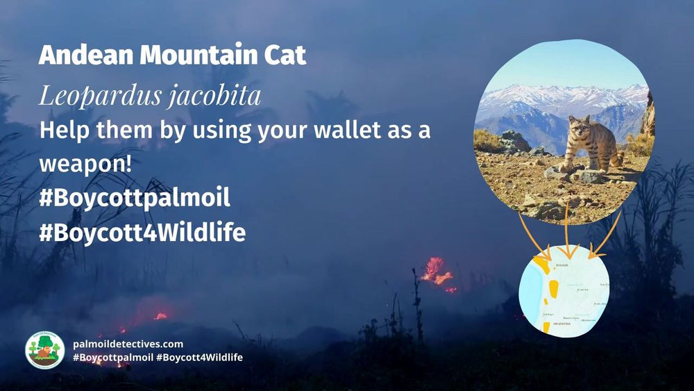 #Endangered Andean 🇵🇪 Mountain #Cats 🐱🐈 are elusive #wildcats of #SouthAmerica. They are unique as they can purr continuously 🎶 They face #extinction from #deforestation. Help them to survive, be #vegan #Boycottpalmoil #Boycott4Wildlife @palmoildetect https://wp.me/pcFhgU-7iL

