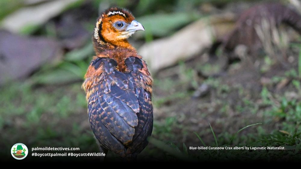 Stunning turkey-like #birds, blue-billed #Currasows 🪿🦜 are critically #endangered in #Colombia 🇨🇴 due to #PalmOil, illegal #Coca, soy and meat #deforestation. Help them and be #vegan 🥩🩸⛔️ #BoycottPalmOil 🌴🩸🚜🔥🚫 #Boycott4Wildlife @palmoildetect.bsky.social https://palmoildetectives.com/2021/02/18/blue-billed-curassow-crax-alberti/
