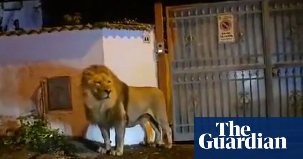 Lion wanders streets of Italian town after escaping from circus