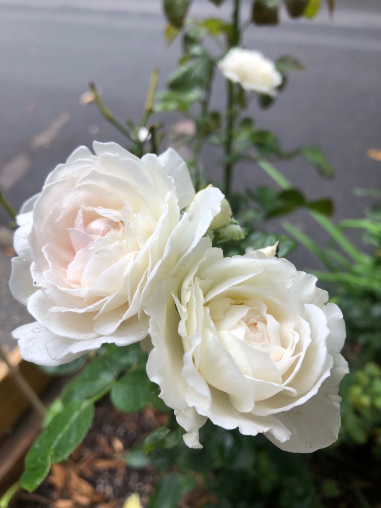 Two white rose blossoms with hints of pink. 