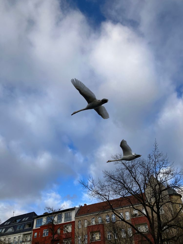 Schwäne fliegen knapp über mir mit weit ausgebreiteten Flügeln 