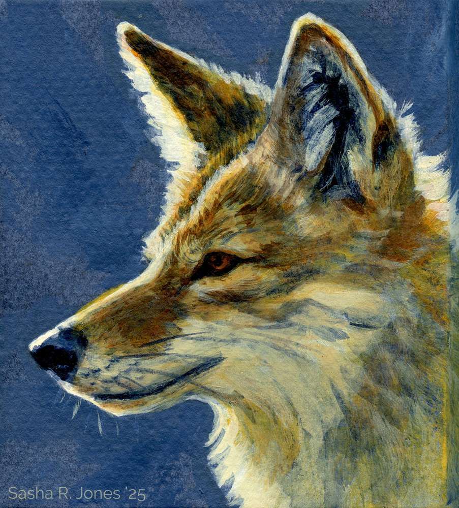 A portrait of a coyote painted in acrylic. The coyote is rendered in warm umber yellows, with a dark blue background and shadows.