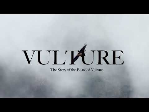 VULTURE : The Story of the Bearded Vulture