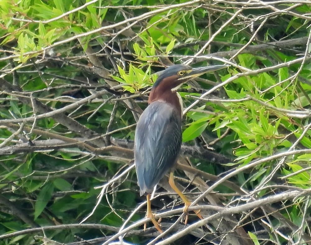 Green Heron