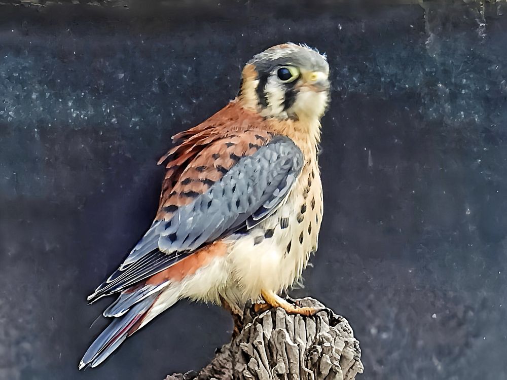 Kestrel Fledgling 
