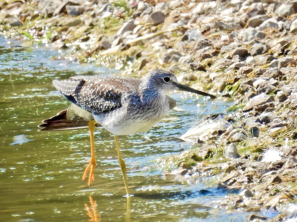Greater yellowlegs pausing midstep