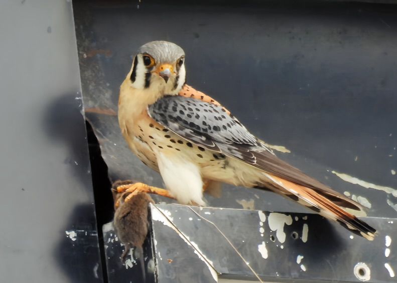 A kestrel with a vole clutched in its talons
