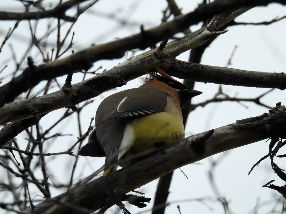 Cedar waxwing