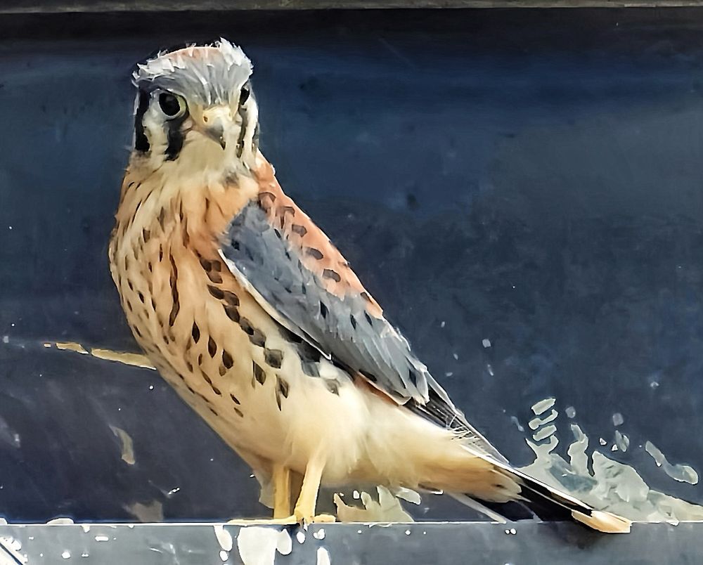 Kestrel Fledgling