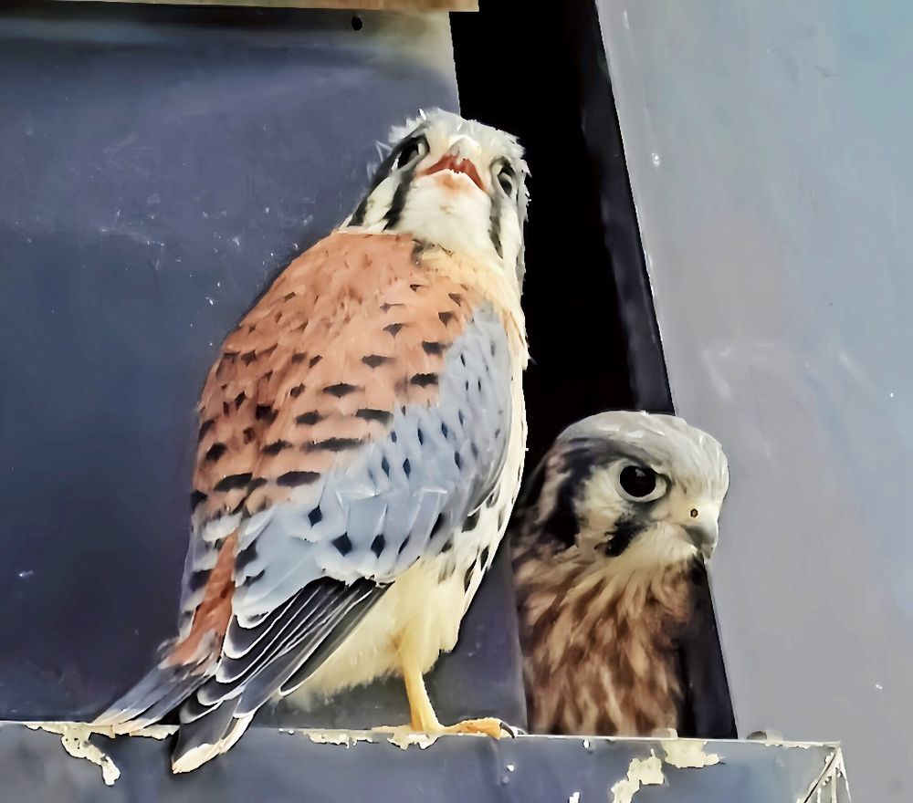 American Kestrel fledgling and parent/ Sparrowhawk (Kestrels are actually a Falcon) 