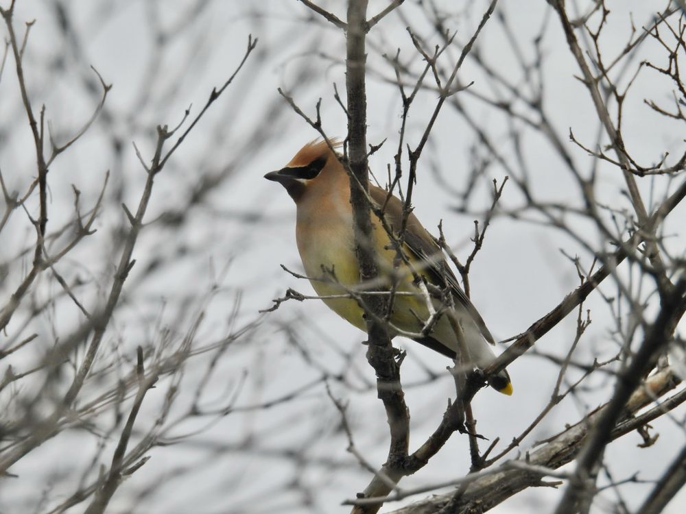 Cedar waxwing 