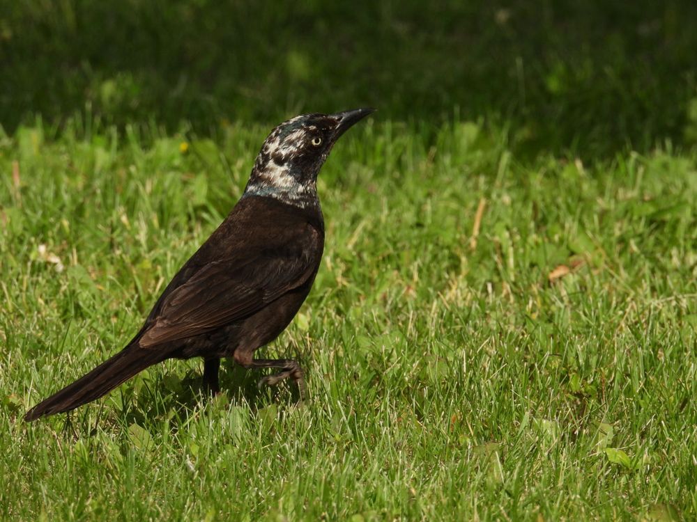 Grackle with a form of leucism; he has white feathers on his head.  Lack of pigmentation.