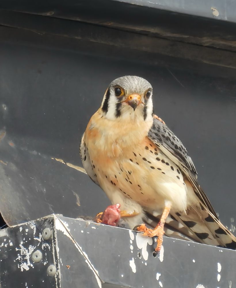 As kestrel with just the fleshy remains of the vile
