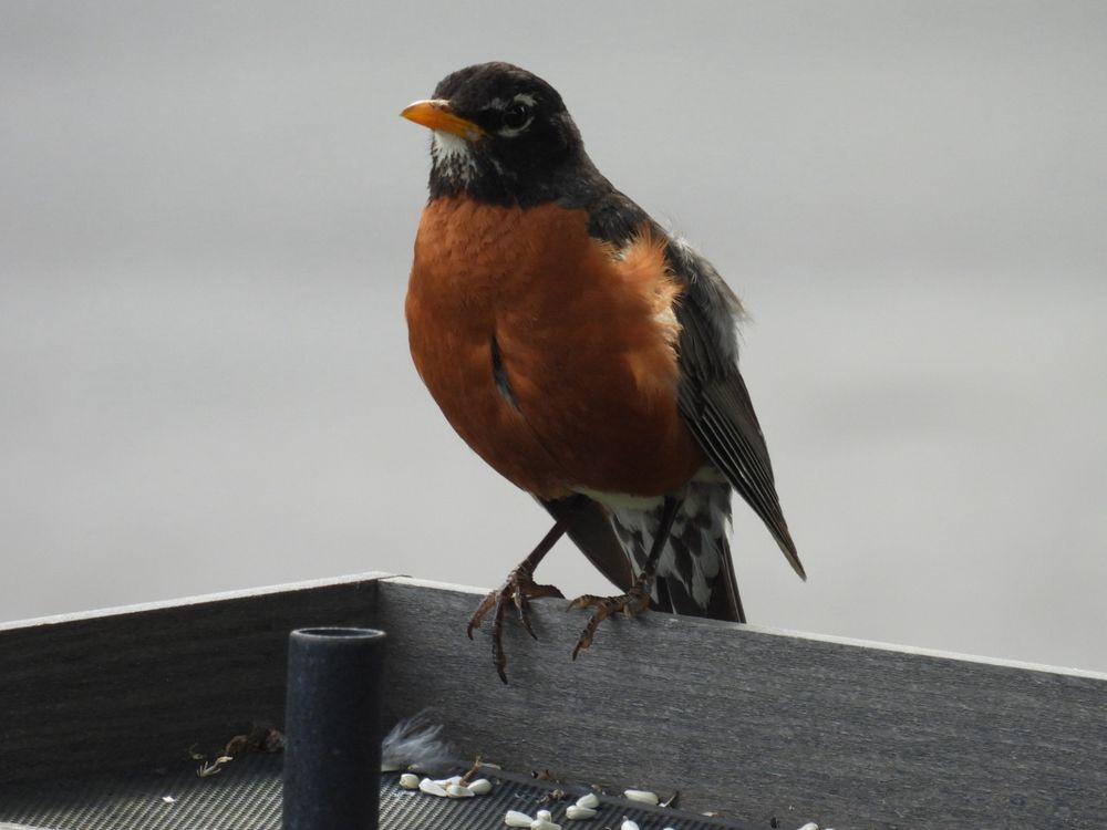 A robin perched on a feeder