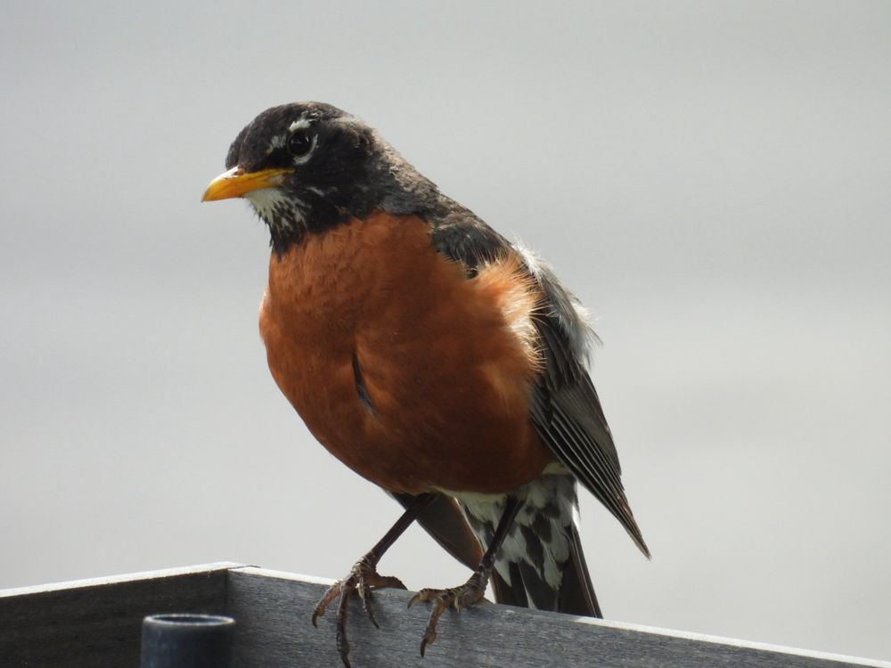 Same Robin perched on the same feeder