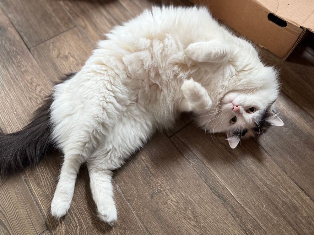 A long-haired white cat with a black tail is upside down on the floor showing his fluffy white belly. 