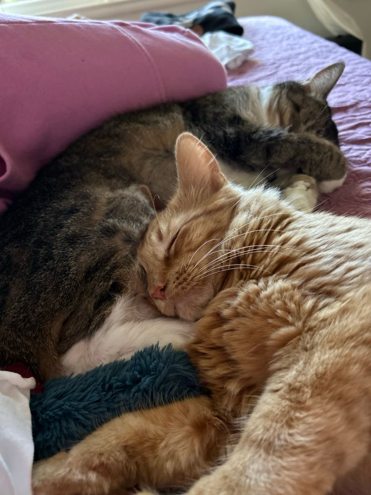 Magenta’s cats cuddling