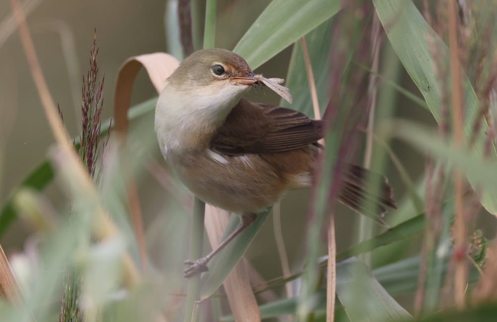 Reed Warbler with a Brown-veined Wainscot Moth