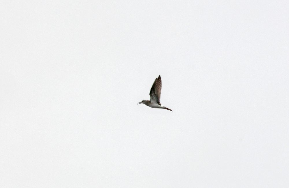 1 of 3 Wood Sandpipers flying around the ARC