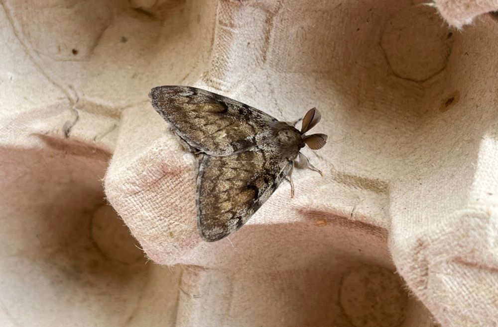 A pristine Gypsy Moth