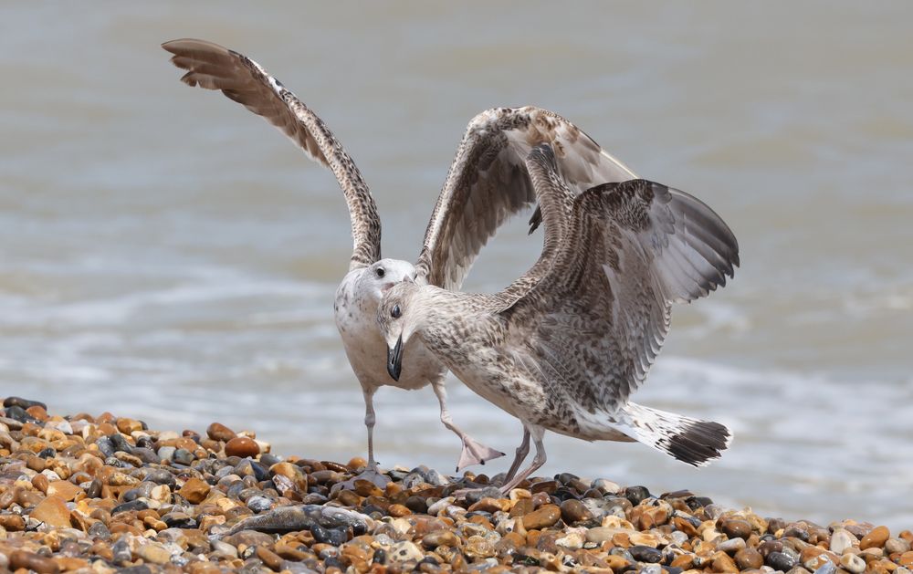 Juvenile Yellow-legged Gull being mauled by a 2nd cal year Great Black-backed Gull wanting to steal the fish.