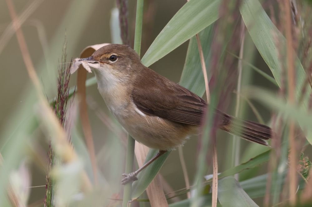 Reed Warbler with a Brown-veined Wainscot Moth