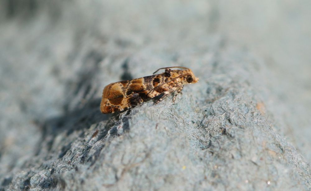 Lobesia reliquana (Wood Marble Moth)