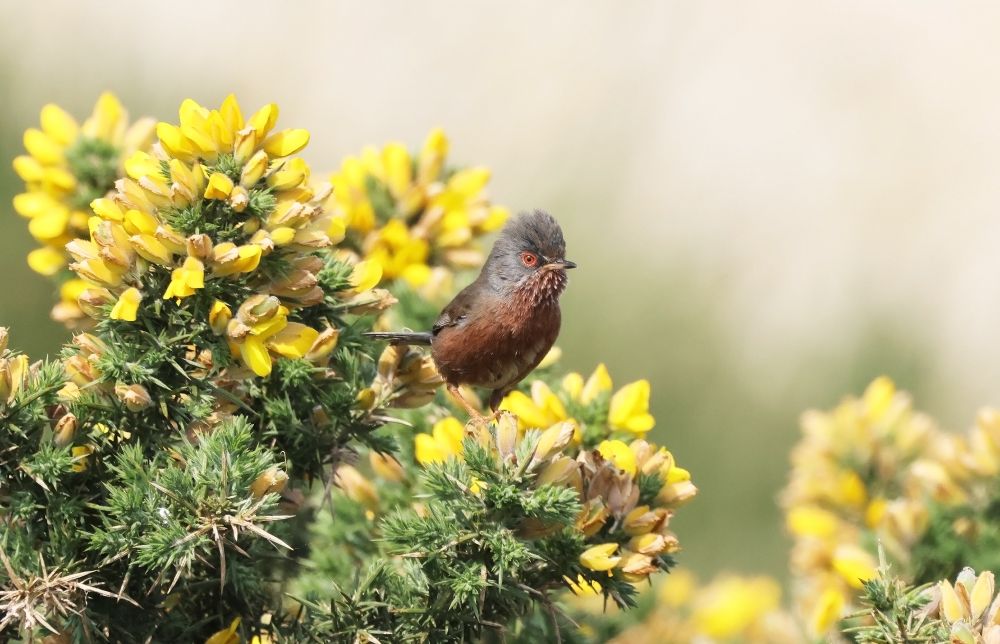 Dartford Warbler