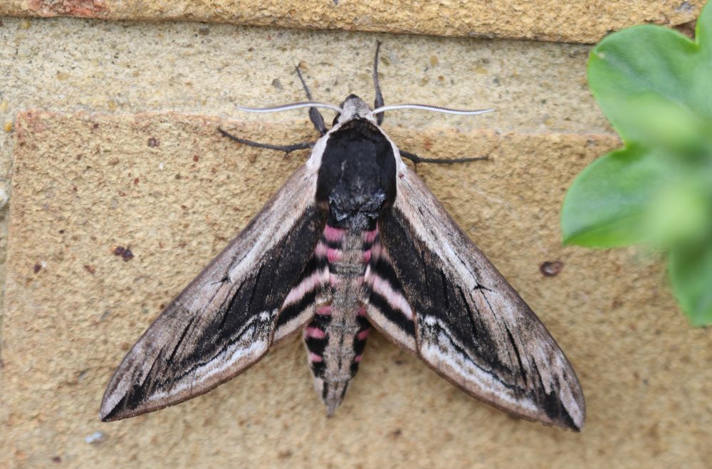 Privett Hawk Moth