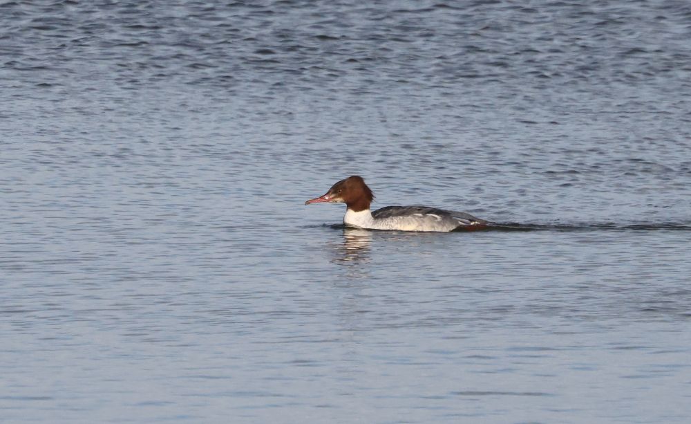 Female Goosander on Burrowes, a scarce bird on the peninsular nowadays.