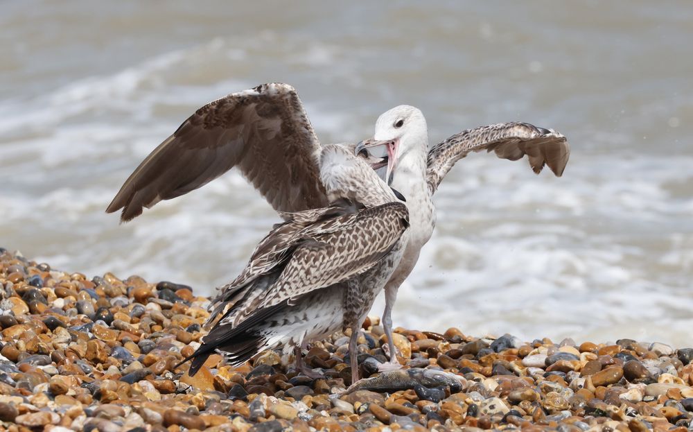 Juvenile Yellow-legged Gull putting up a fight for its booty