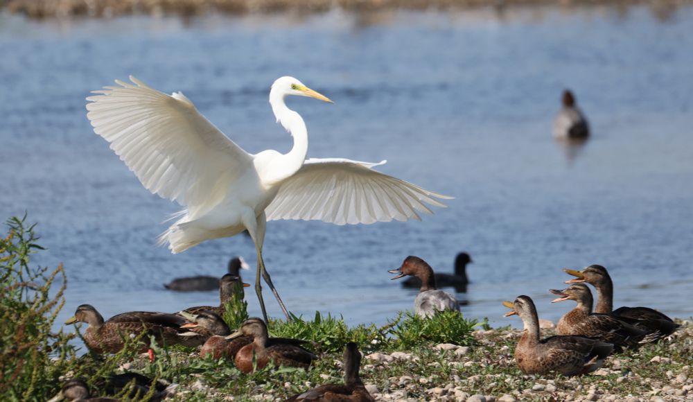 Great White Egret getting a noisy welcome from the Mallards on the resting island