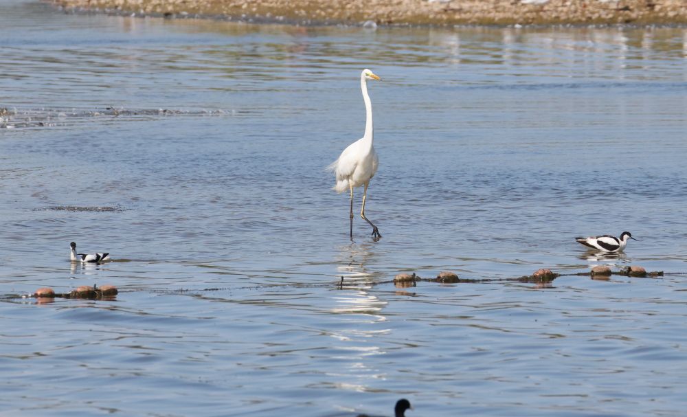 Avocets ushering another Great White Egret away from there chicks.