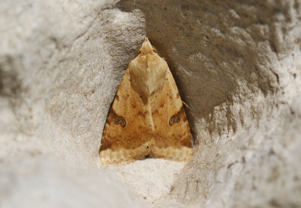 Bordered Straw