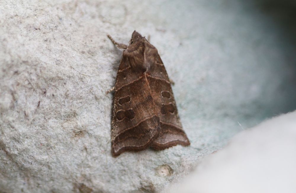 Double Kidney Moth