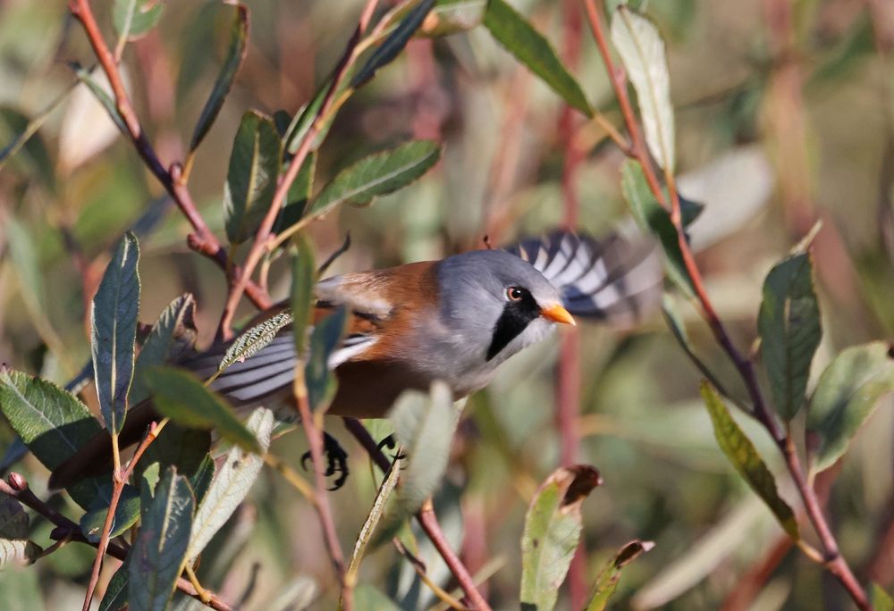 Male Bearded Tit flying out of a Sallow
