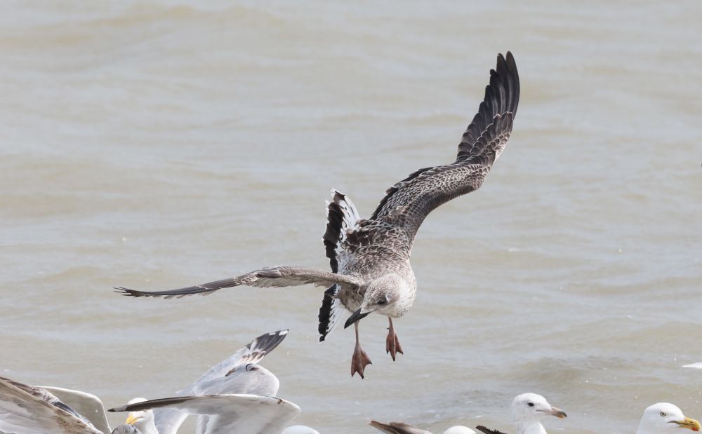 1 of 2 Juvenile Yellow-legged Gull at the fishing boats this afternoon