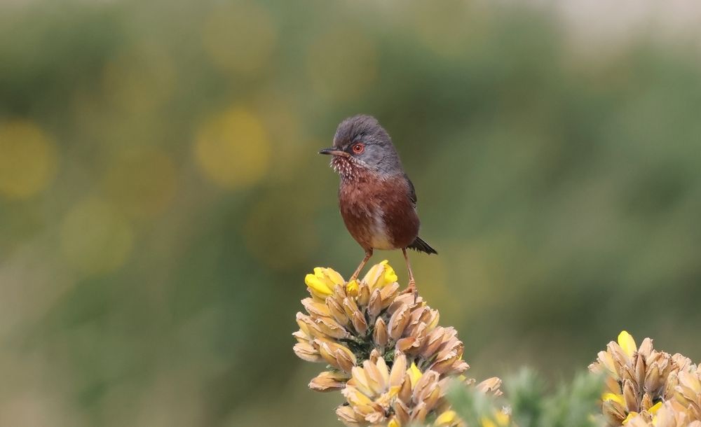 Dartford Warbler