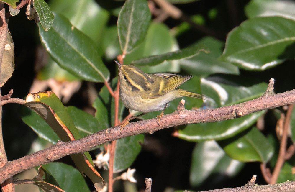 Pallas's Warbler on the outside hedge of the Lighthouse Garden.