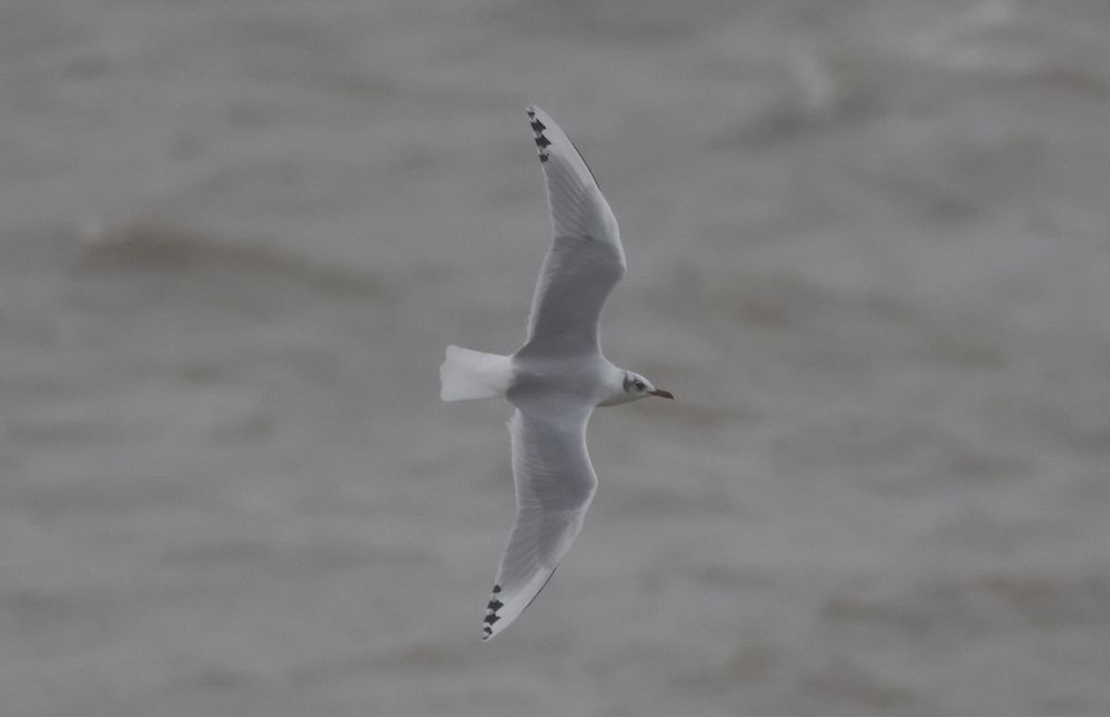 Black-headed Gull x Mediterranean Gull Hybrid
