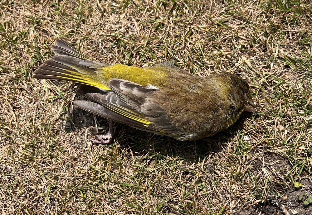 One of 3 Greenfinches I have found dead in my garden for no apparent reason this week.