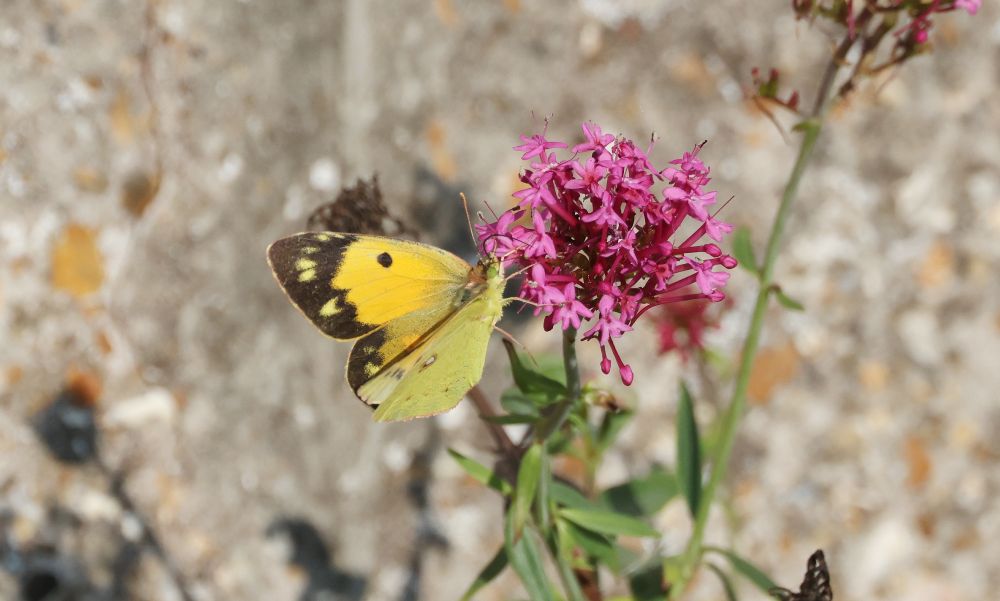 Clouded Yellow nectaring on Valerian.