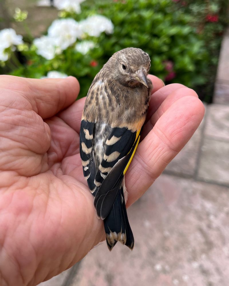 This young fella did fly into my French windows stunning itself, fortunately after resting safely in my hand for ann hour it flew off strongly.