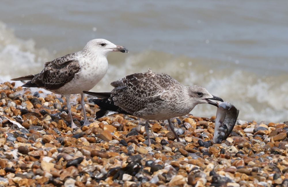 Juvenile Yellow-legged Gull with a gutted undersize Bass being approached by a 2nd cal year Great Black-backed Gull wanting to steal the fish.