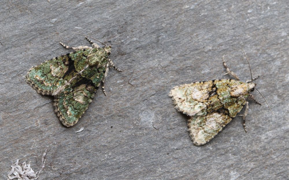 Tree-lichen Beauty