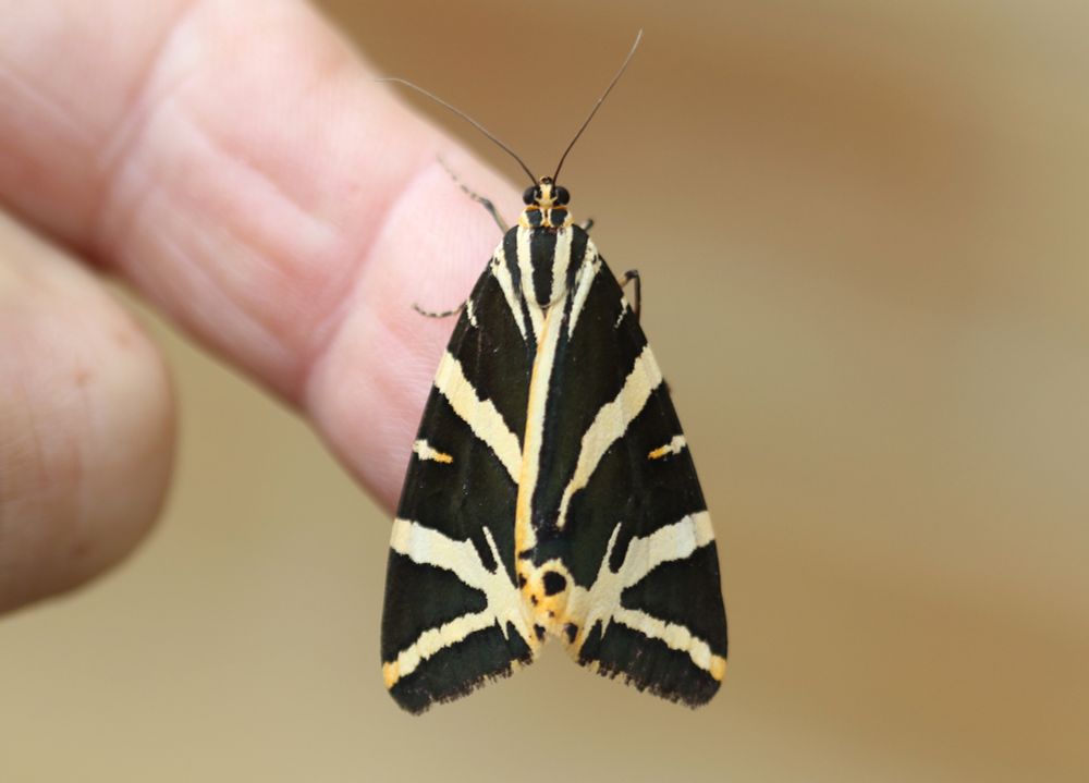 Jersey Tiger