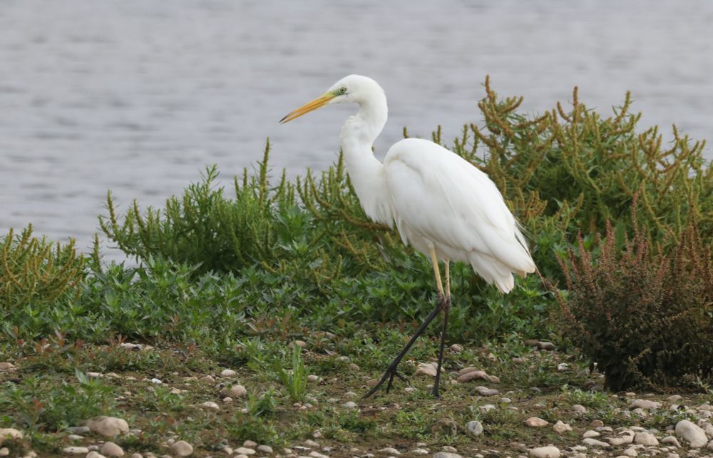 Great White Egret.