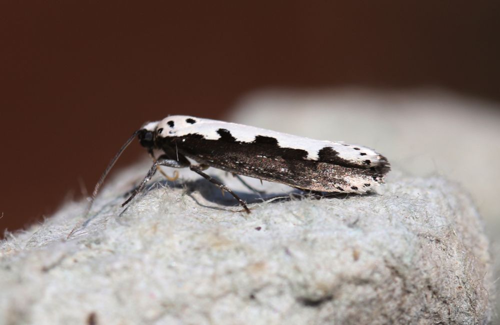 Ethmia bipunctella (Bugloss Moth)