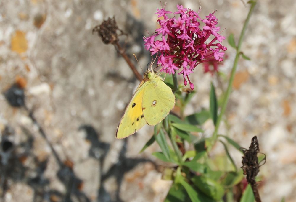 Clouded Yellow nectaring on Valerian.